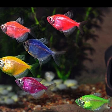 Jual Ikan Glowfish Aquascape Tetra Warna Warni Kota Surabaya