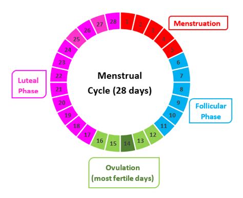 Menstrual Cycle Pregnancy Safe Period