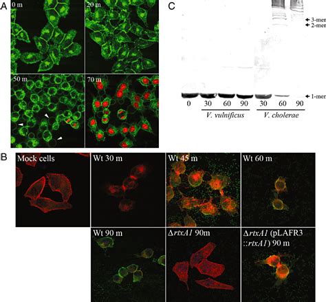 Vibrio Vulnificus Rtx Toxin Kills Host Cells Only After Contact Of The