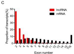 Lncrnas