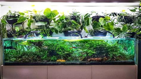 How to Grow Aquarium Plants in Fish Tank: A Comprehensive Guide to Ensuring Healthy Growth and ...