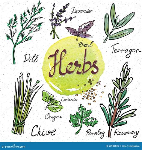 Kitchen Herbs And Spices Hand Drawn Sketch Icons Stock Vector