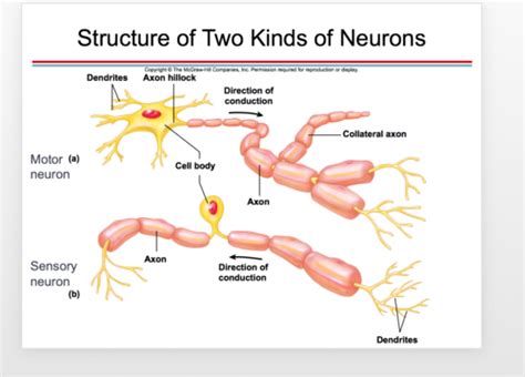 Chapter 7 The Nervous System Flashcards Quizlet