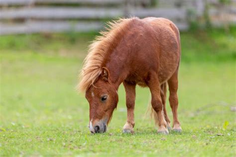 "Mini Pony" Images – Browse 78 Stock Photos, Vectors, and Video | Adobe Stock