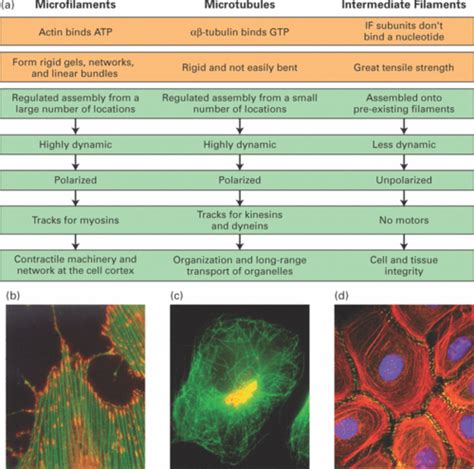 Microfilaments And Microtubules
