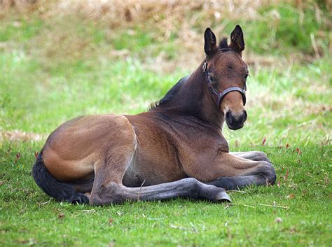 Horse Laying Down Stock Photos, Pictures & Royalty-Free Images - iStock