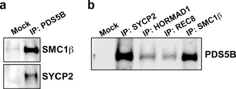 Figure 1 From The Mouse Cohesin Associated Protein PDS5B Is Expressed