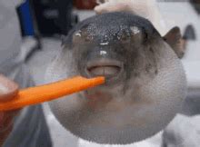 Pufferfish Carrot Pufferfish Carrot Meme Discover Share GIFs