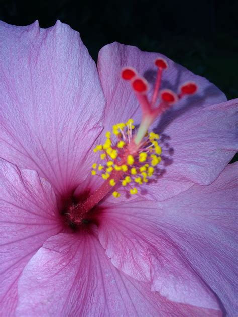 Hibiscus in Hawaii