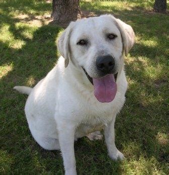 All Labrador Retrievers: The White Labrador Retriever