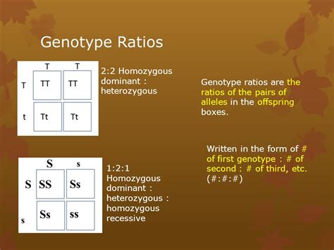 Homozygous Vs Heterozygous Punnett Square