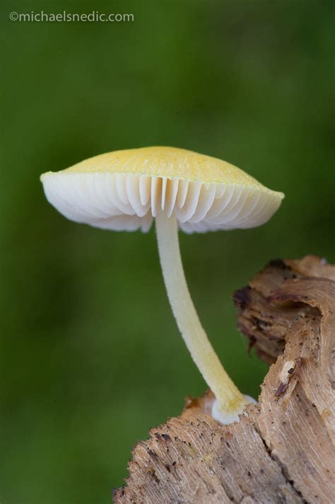 Rainforest Fungi 3 - WildNature Photo Expeditions