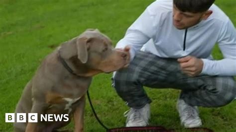 Stafford S American Bully Xl Owners Say Ban Would Be Easy Way Out