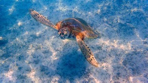 An Underwater Photo of a Sea Turtle Stock Image - Image of paradise, atlantic: 179007213