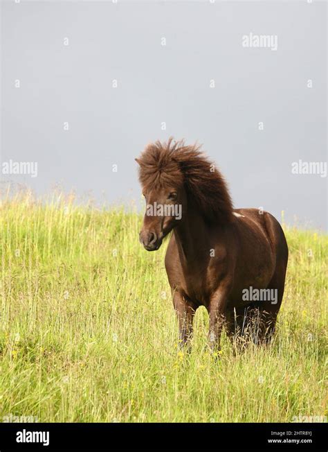 Islandpferd Icelandic Horse Equus Ferus Caballus Stock Photo Alamy