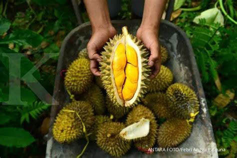 Musim Durian Tiba Kenali Kandungan Nutrisi Dan Manfaat Sebelum