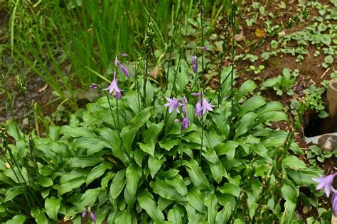 When Do Plantain Lilies Bloom? Optimize Your Garden's Blooming Season