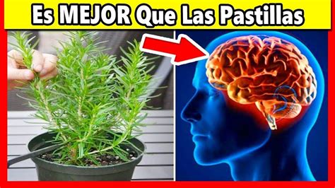 🌳con Esta Planta Recuperas La Memoria Al 100 Y Protege Tu Cerebro Del A Rimedi Naturali