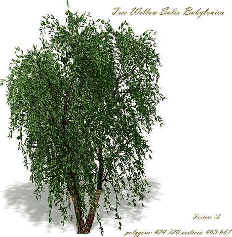 Tree Willow Salix Babylonica 3d Model