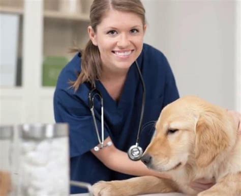 Get Trained For A Rewarding Career As A Veterinary Assistant