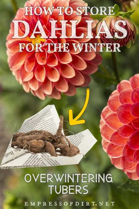 How To Store Dahlia Tubers For Winter Best Options Dahlia Flower