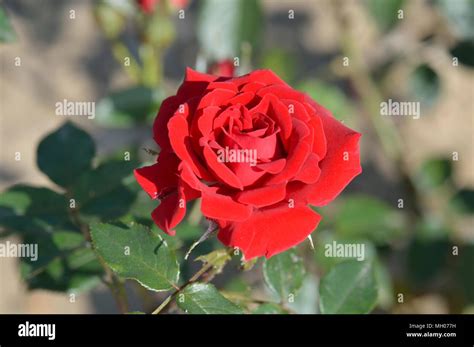 Rose Love Knot Stock Photo Alamy