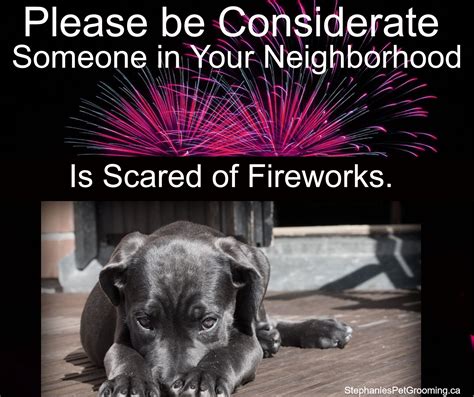 Why Is My Dog Scared Of Fireworks