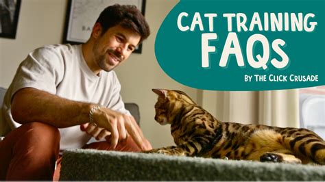 FAQ About Cat Training - 99% of Cat People Don't Know – OutdoorBengal