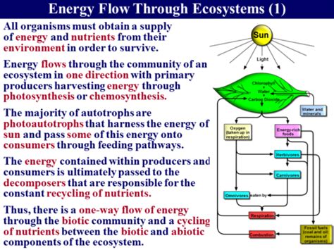 353 Energy Flow 1 Ecosystems By Robert George Sser Ltd Uk