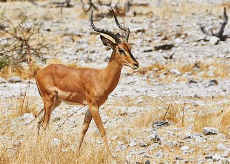 74 Types of African Antelope (And 56 Subspecies) Full Guide - Storyteller Travel