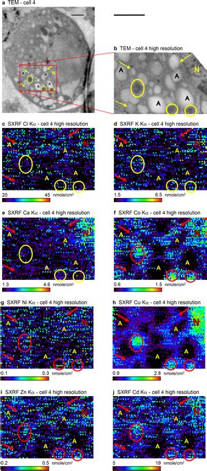 Complementary TEM And SXRF Nanoprobe Images Of MIN 6 Cell 4 The Cell