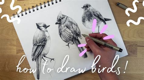 How To Draw A Realistic Bird With Pens Step By Step 3 Bird Drawings