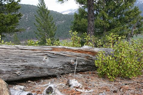 National Forest Plumas National Forest Quincy Ca