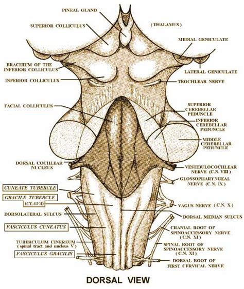 Dorsal View Of The Brainstem Nervous System Anatomy Brain Anatomy