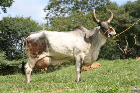 Generalidades De La Ganadera Bovina Guzerat