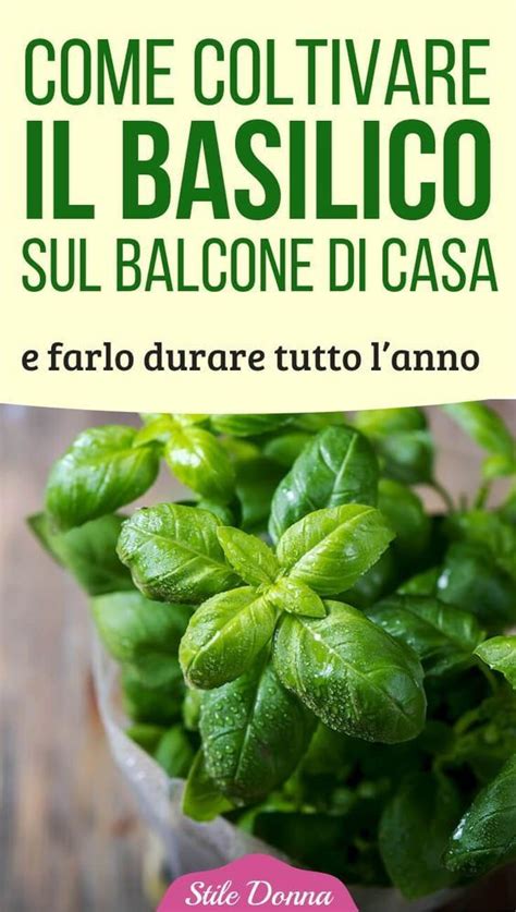 Come Coltivare Il Basilico Sul Balcone Di Casa E Farlo Durare Tutto L