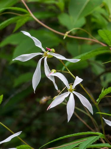 Gillenia Trifoliata Bowman S Root Or Indian Physic Flickr