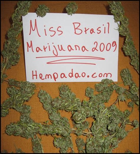 Hempadão Blog Laricas De Informação Sobre Maconha E Cannabis Especial