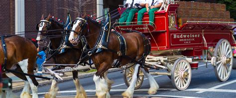 A Brief History of the Budweiser Clydesdales, America's Favorite Super ...