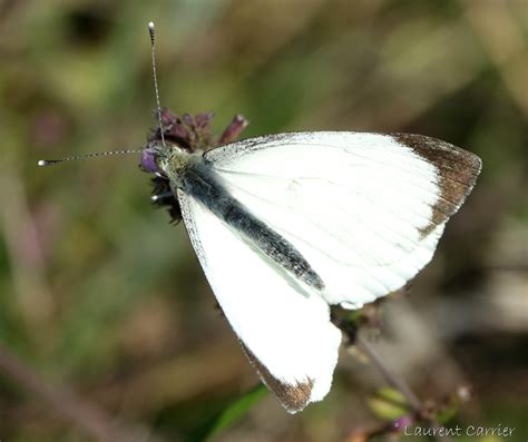 Pi Ride Du Chou Pieris Brassicae Laurent Carrier Ornithologie