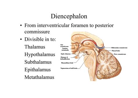 Lamina Terminalis Hypothalamus