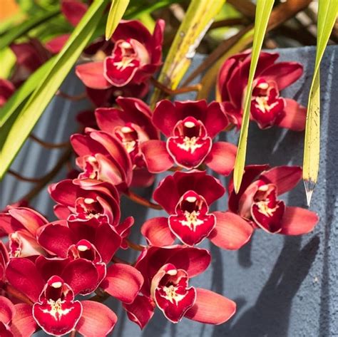 Chuxay Garden Semilla De Orqu Dea Cymbidium Roja Rara Semillas