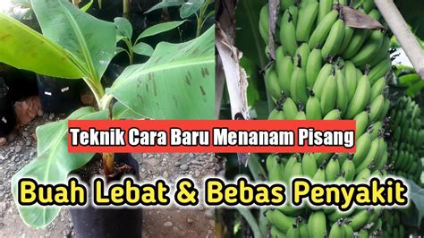 Cara Menanam Pisang Yang Baik And Benar Agar Tumbuh Subur Cepat Berbuah