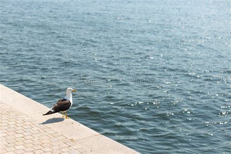 Seagull Sitting on a Pier, Sea Water Background Stock Image - Image of ...