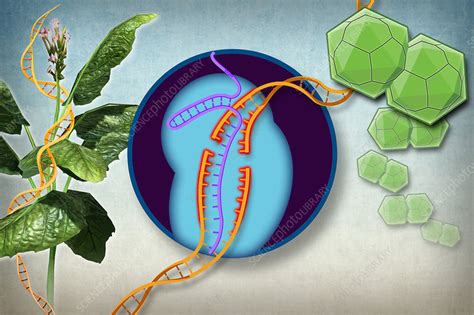 Plant Resistance To Viruses Gene Editing Stock Image C0306153 Science Photo Library