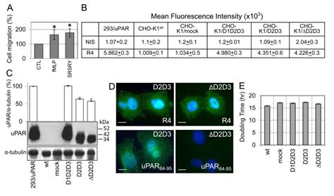 A Wild Type Cho K1 Cells Were Tested For Directional Migration In