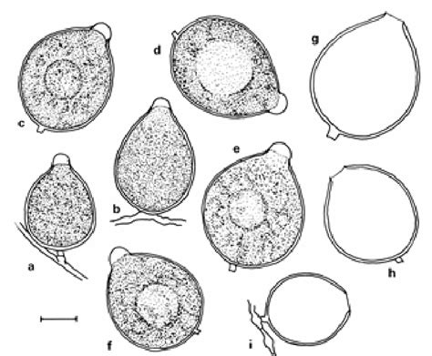 A I Phytophthora Hedraiandra Cbs 111725 A F Papillate Sporangia