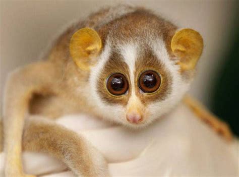 These Cute Exotic Pets Are Adorable The 10 Cutest And Most Cuddly Exotic