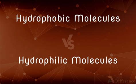 Hydrophobic Molecules Vs Hydrophilic Molecules Whats The Difference