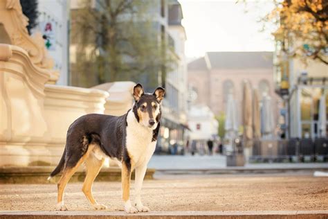 Finn In Trier Ein Fotoshooting Mit Hund In Der Ltesten Stadt